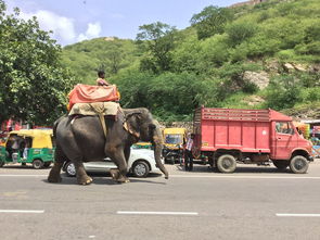 【福运榕城】福州汽车北站-永鸿动物世界旅游专线直通车发车